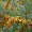 Sea Buckthorn
