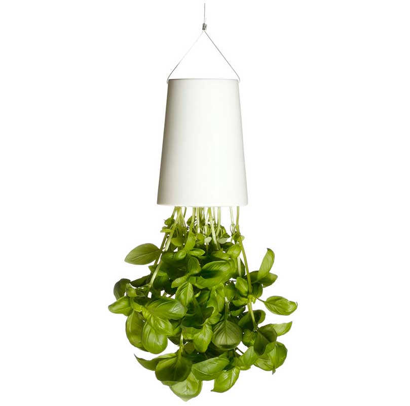 basil.jpg